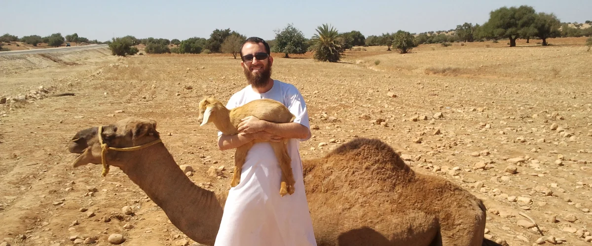 Camel and goat near Essaouira
