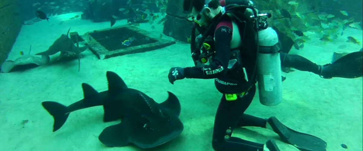 Dubai Atlantis scuba diving with sharks