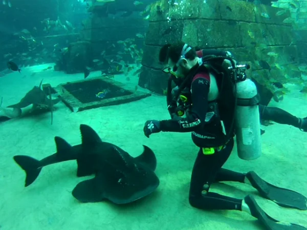 Dubai Atlantis scuba diving with sharks